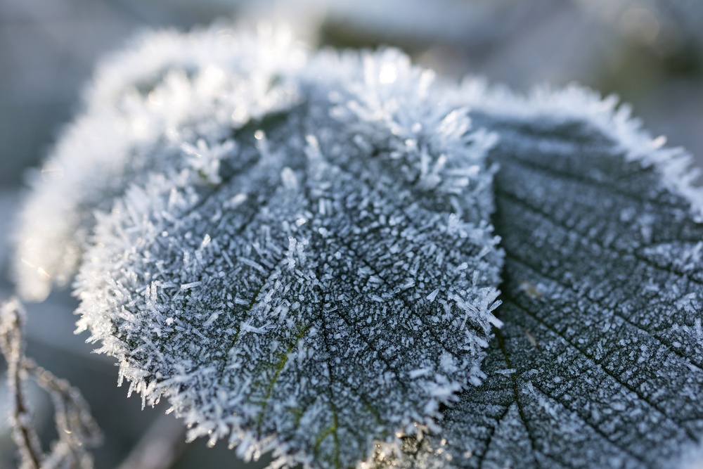 Close up of frost covered leaves.jpeg